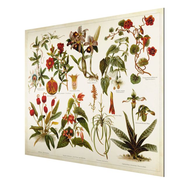 Wandbilder Floral Vintage Lehrtafel Tropische Botanik II