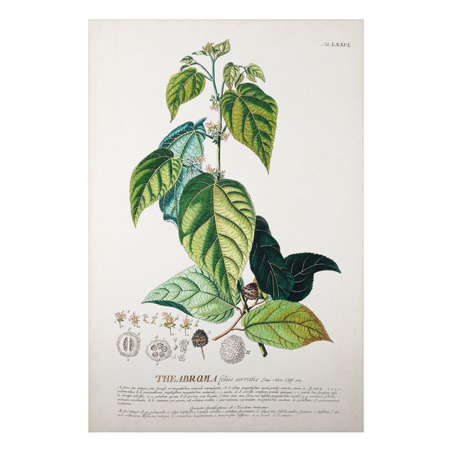 Wandbilder Floral Vintage Botanik Illustration Kakao