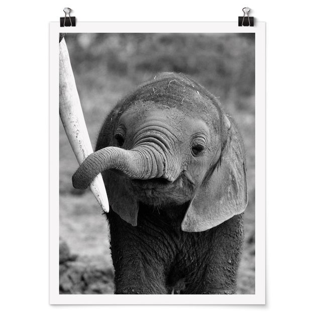 Poster Tiere Elefantenbaby
