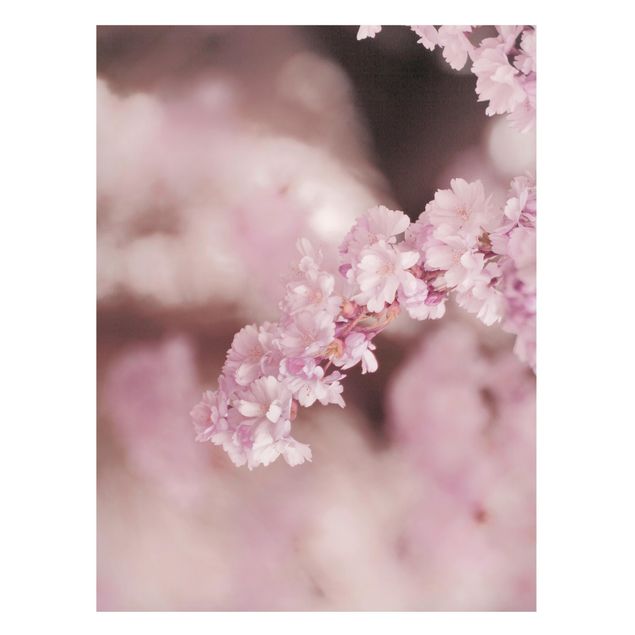 Magnettafeln Blumen Kirschblüte im Violetten Licht