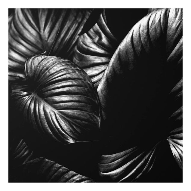 Kubistika Kunstdrucke Schwarz Weiß Botanik Hosta