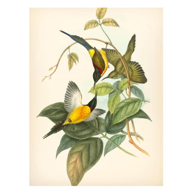 Magnettafeln Blumen Vintage Illustration Tropische Vögel IV