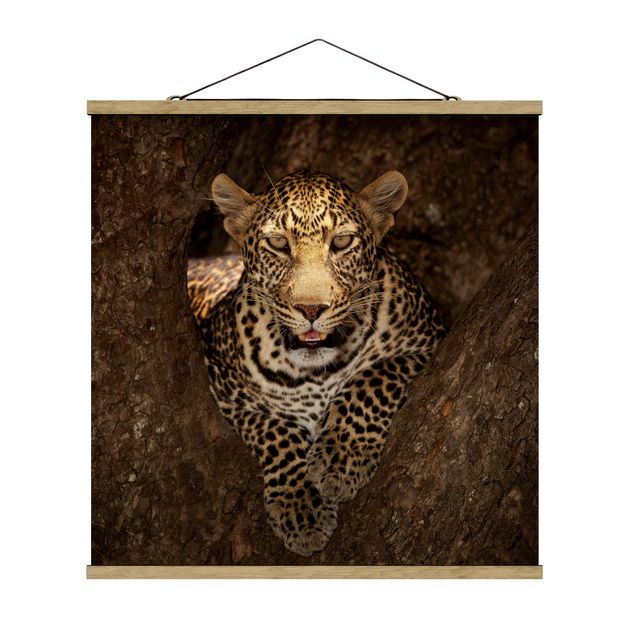Wandbilder Tiere Leopard ruht auf einem Baum