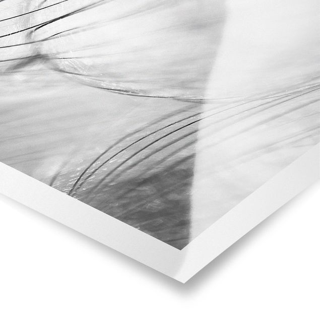schöne Bilder Pusteblumen Makroaufnahme in schwarz weiß
