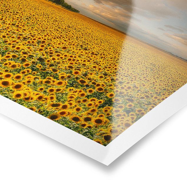 Wandbilder Blumen Feld mit Sonnenblumen