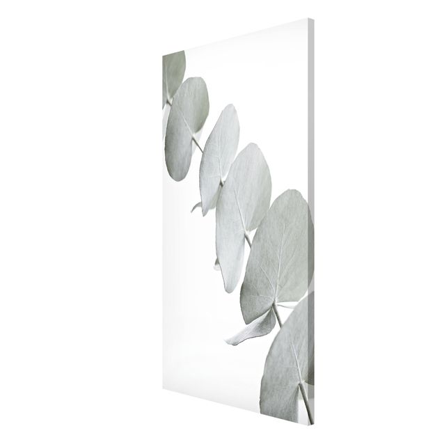 Wandbilder Floral Eukalyptuszweig im Weißen Licht