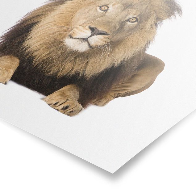 Wandbilder Afrika König Löwe II