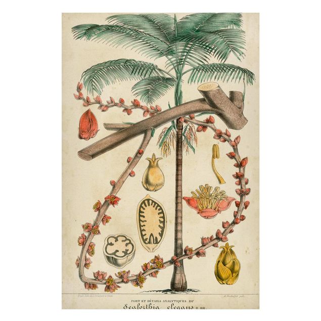 Wandbilder Landschaften Vintage Lehrtafel Exotische palmen II