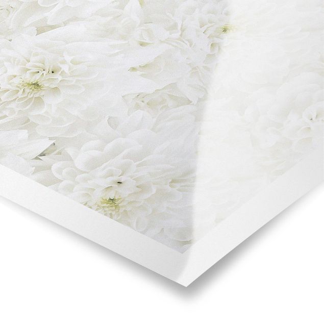 Poster kaufen Dahlien Blumenmeer weiß