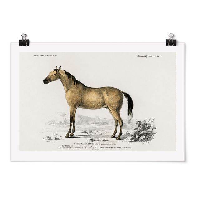 Tiere Poster Vintage Lehrtafel Pferd
