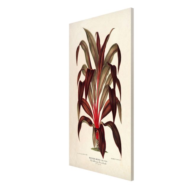 Magnettafeln Blumen Botanik Vintage Illustration Drachenbaum