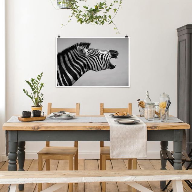 schwarz-weiß Poster Brüllendes Zebra II