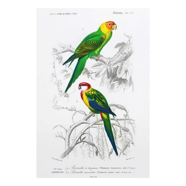 Wandbilder Grün Vintage Lehrtafel Zwei Papageien Grün Rot