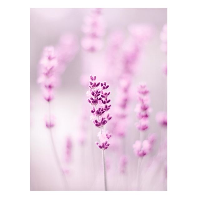 Magnettafel Blume Zartvioletter Lavendel