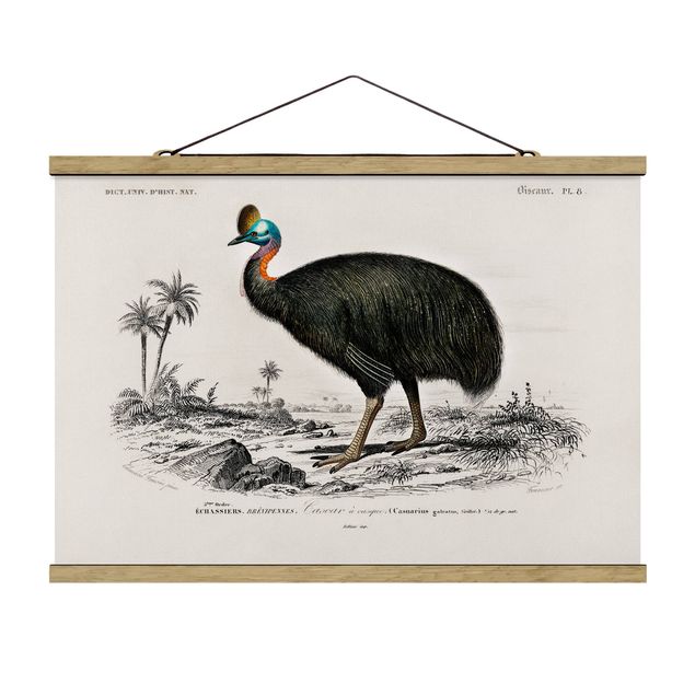 Wandbilder Retro Vintage Lehrtafel Emu