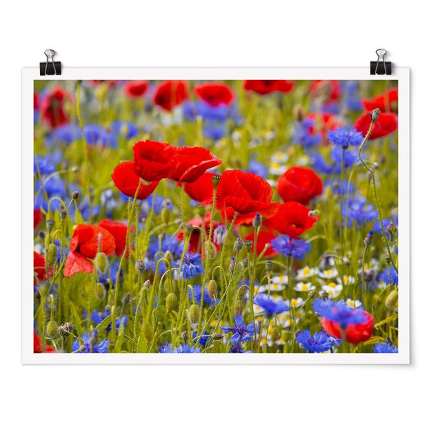 Blumen Poster Sommerwiese mit Mohn und Kornblumen