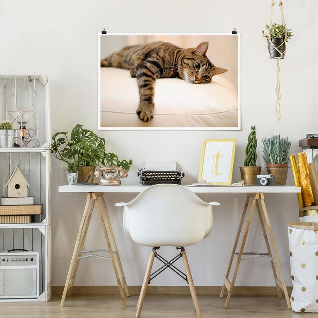 Poster Tiere Cat Chill Out