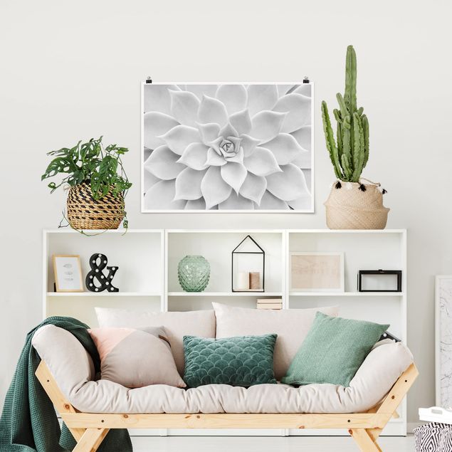 Poster mit Blumen Kaktus Sukkulente