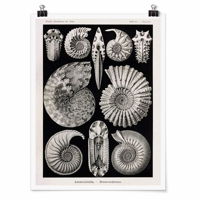 Poster Tiere Vintage Lehrtafel Fossilien Schwarz Weiß