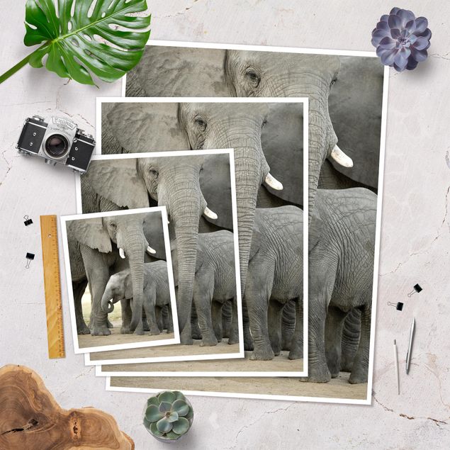 Poster kaufen Elefantenliebe