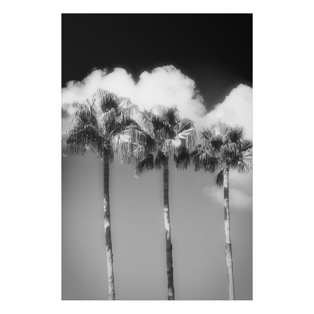 Wandbilder Landschaften Palmen vor Himmel Schwarz-Weiß