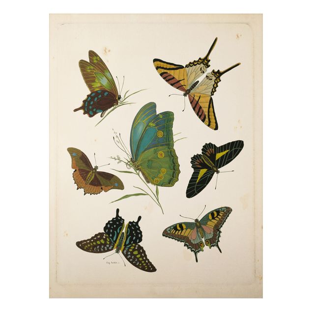 Wandbilder Schmetterlinge Vintage Illustration Exotische Schmetterlinge