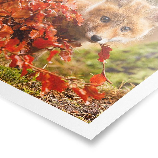 Poster mit Blumen Fuchs im Herbst