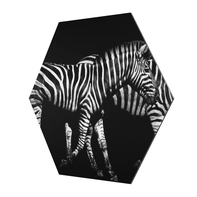 Wandbilder Zebra vor Schwarz
