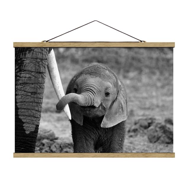 Wandbilder Tiere Elefantenbaby