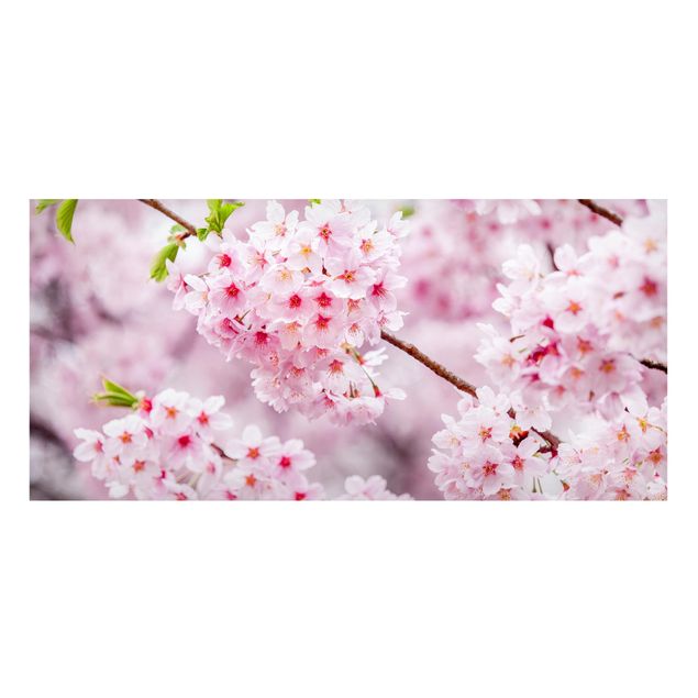 Magnettafel - Japanische Kirschblüten - Panorama Querformat