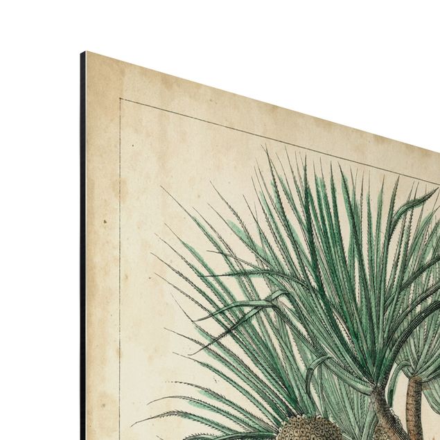 Wandbilder Natur Vintage Lehrtafel Exotische palmen I