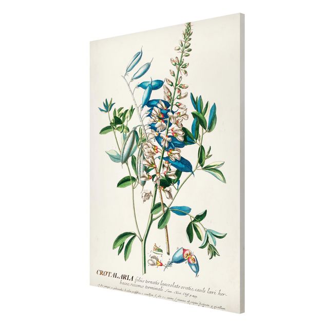 Wandbilder Floral Vintage Botanik Illustration Hülsenfrüchte