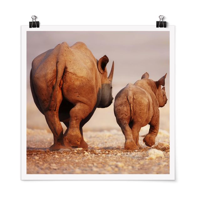 Wandbilder Afrika Wandering Rhinos