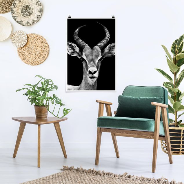 Poster schwarz-weiß Impala Antilope schwarz-weiß