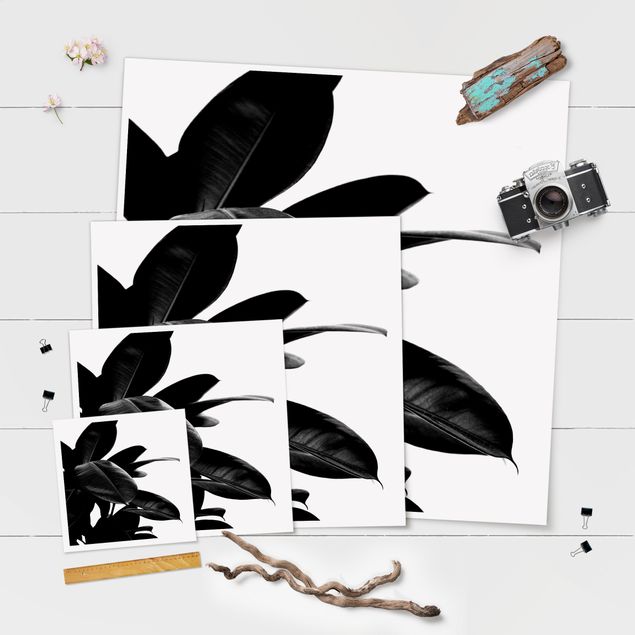 Poster Gummibaum Blätter Schwarz Weiß