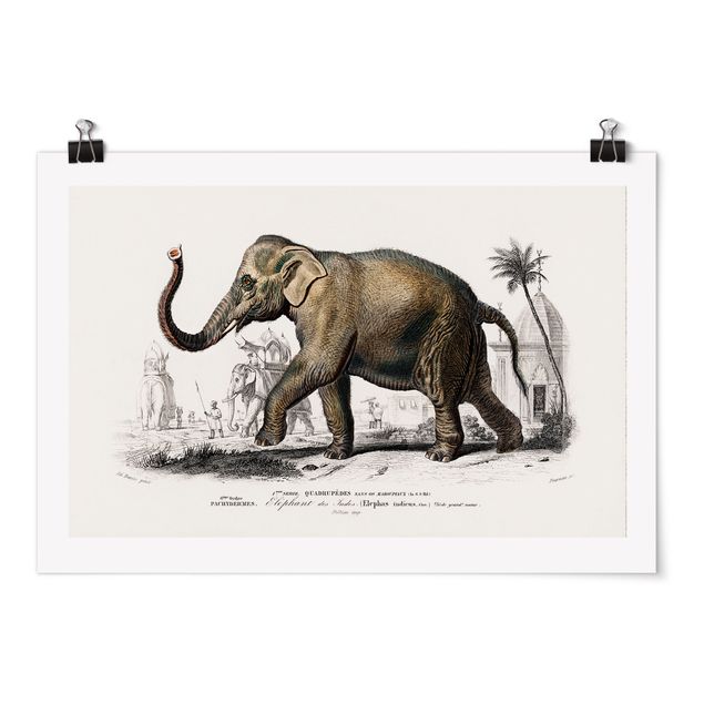 Poster Vintage Vintage Lehrtafel Elefant