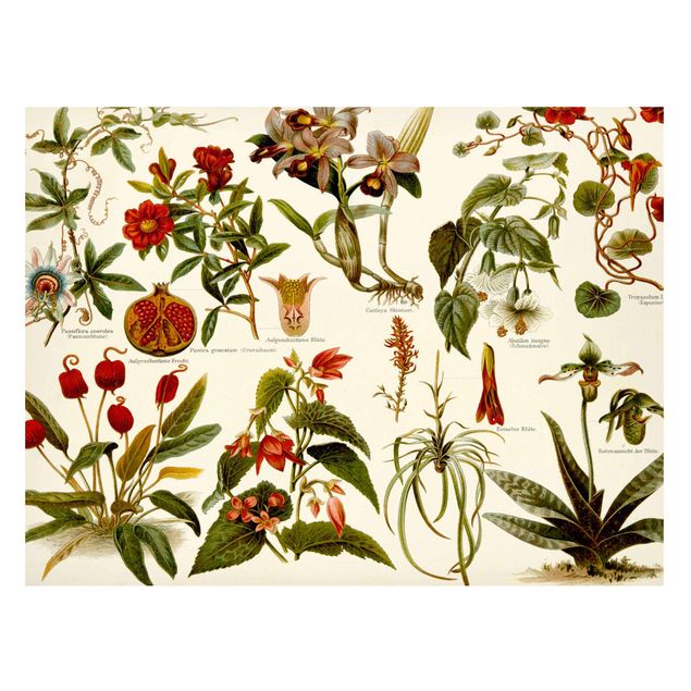 Wandbilder Früchte Vintage Lehrtafel Tropische Botanik II