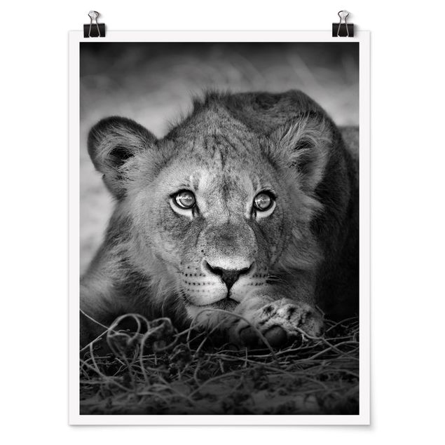 Poster Tiere Lurking Lionbaby