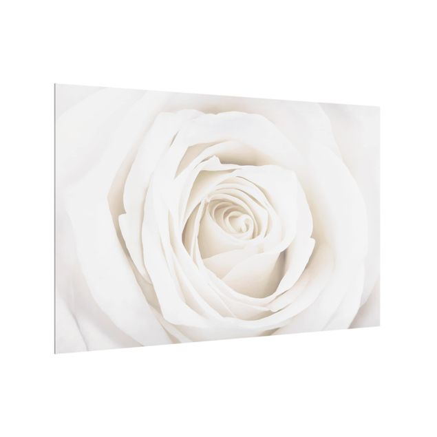 Glasrückwand Küche Pretty White Rose