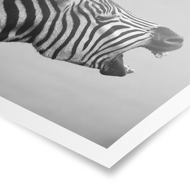 Wandbilder Afrika Brüllendes Zebra II