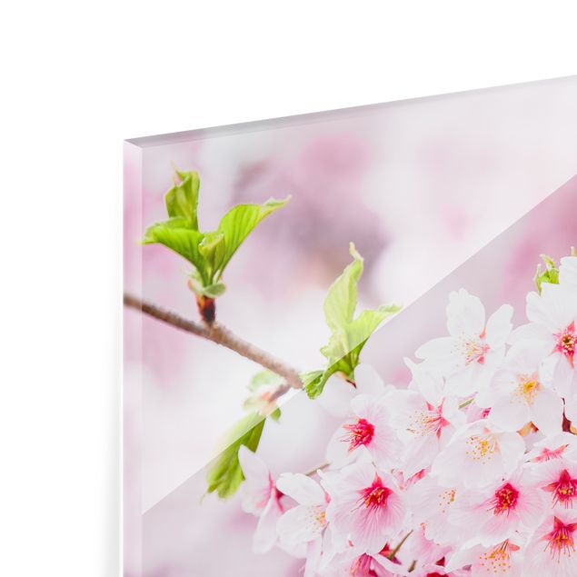 Spritzschutz Glas - Japanische Kirschblüten - Quadrat 1:1