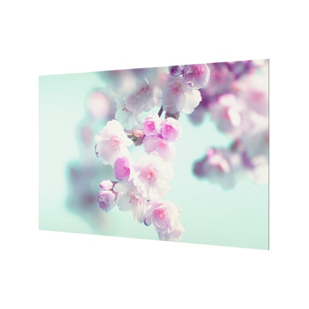 Spritzschutz Glas - Farbenfrohe Kirschblüten - Querformat 3:2