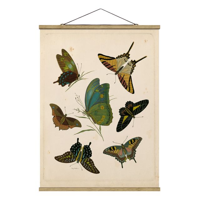 Wandbilder Vintage Vintage Illustration Exotische Schmetterlinge