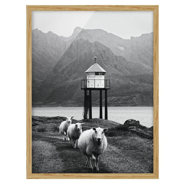 Wandbilder Modern Drei Schafe auf den Lofoten