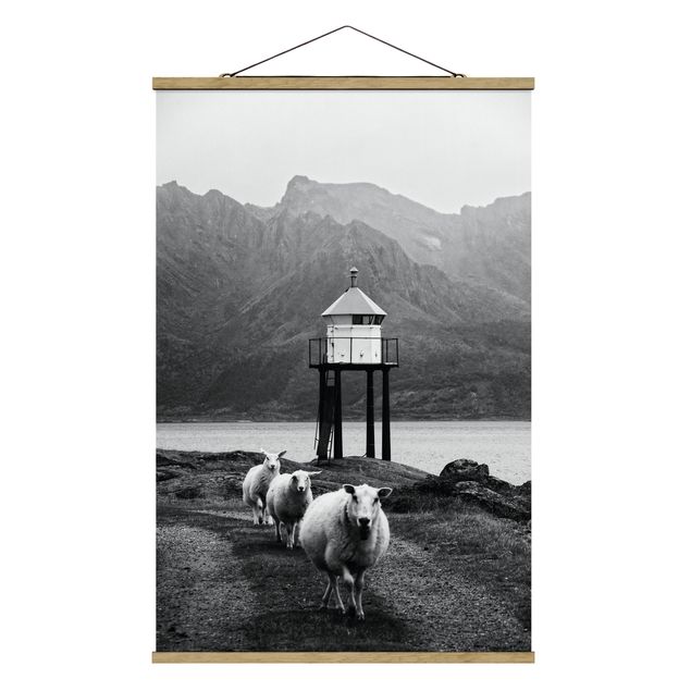 Wandbilder Schwarz-Weiß Drei Schafe auf den Lofoten