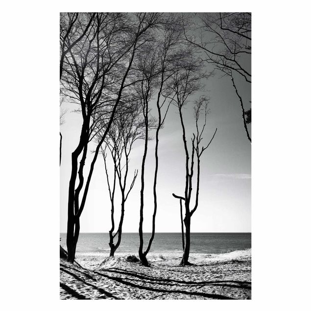 Magnettafel - Bäume an der Ostsee - Hochformat 2:3