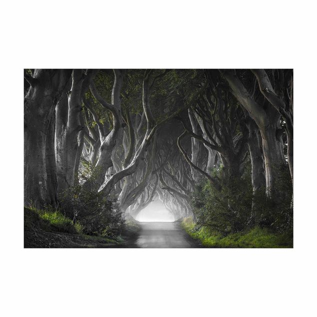 3D Teppiche Wald in Nordirland
