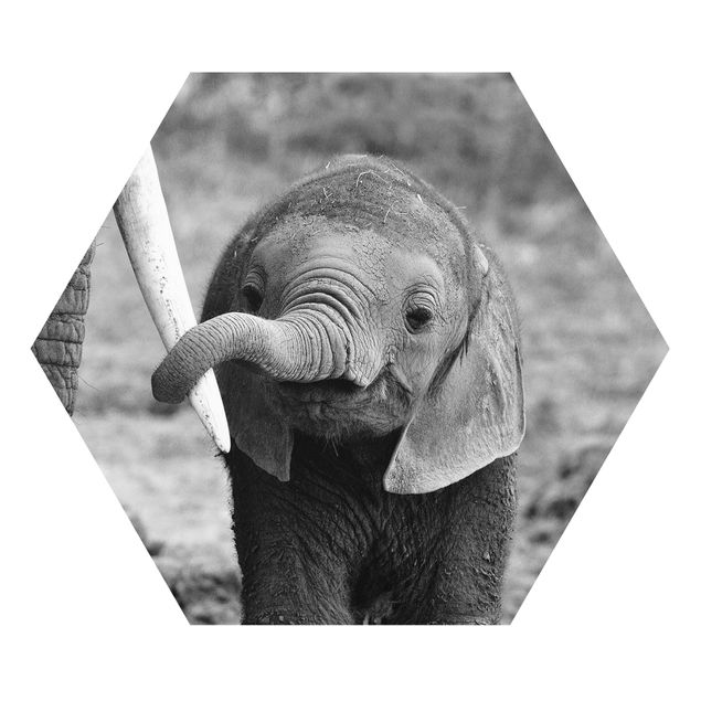 Forex Bilder Elefantenbaby