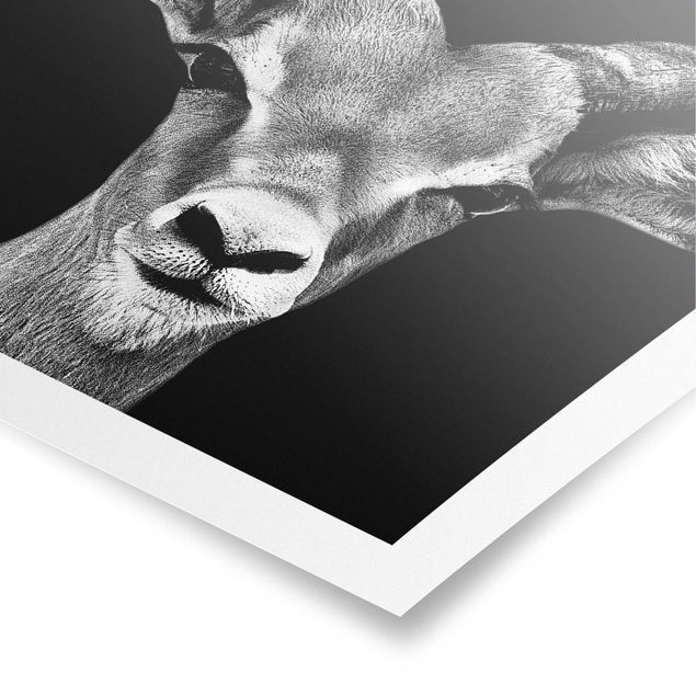 Wandbilder Schwarz-Weiß Impala Antilope schwarz-weiß