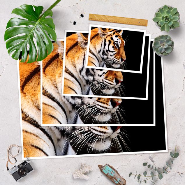 Poster kaufen Tiger Schönheit
